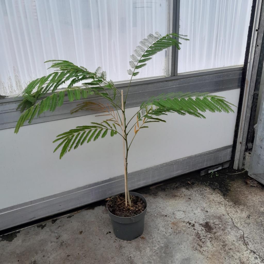 Albizia 'Ombrella' | Perzische slaapboom | Verzending!, Tuin en Terras, Ophalen of Verzenden, Volle zon, Overige soorten
