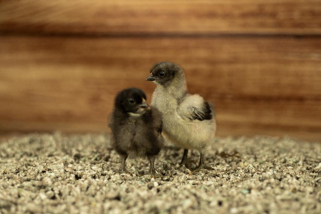 Orpington kriel kippenkuikens | Gesekst en Ingeënt, Vrouwelijk, Kip