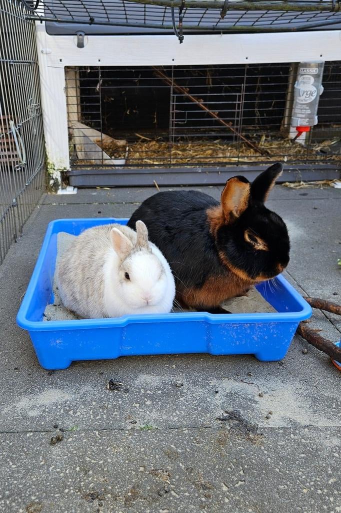 2 lieve konijntjes inclusief verblijf/hok, Ophalen, 110 cm of meer, Hok, 90 cm of meer