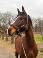3 jarige KWPN merrie, Dieren en Toebehoren, Paarden, Minder dan 160 cm, Dressuurpaard, 3 tot 6 jaar, Onbeleerd