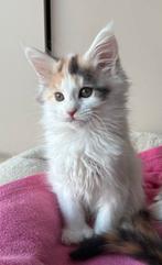 Lieve Maine Coon kittens Polydactyl, Dieren en Toebehoren, Katten en Kittens | Raskatten | Langhaar, Poes, Ontwormd, 0 tot 2 jaar