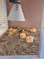 Witte jonge kwakertjes, Geslacht onbekend, Kip