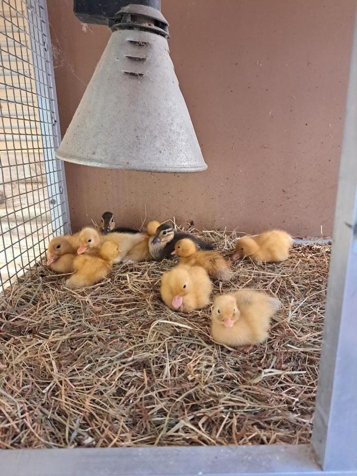 Witte jonge kwakertjes, Dieren en Toebehoren, Pluimvee, Kip, Geslacht onbekend