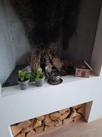 Mini-Pannenkoekenplantjes in Potje, Ophalen of Verzenden, In pot