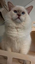 Ragdoll dekkater stamboom&getest fawn mitted point(cinnamon), Dieren en Toebehoren, 0 tot 2 jaar