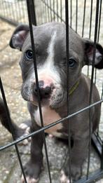 Laatste 2 pups (reutjes) zoeken gouden mandje, Overige rassen, 8 tot 15 weken, Meerdere, Meerdere dieren