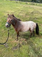 Appaloosa shetlander ruin, Dieren en Toebehoren, Pony's, Ruin, Gechipt, A pony (tot 1.17m), 3 tot 6 jaar