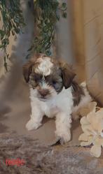 Maltipoo Pup,s, Overige rassen, CDV (hondenziekte), 8 tot 15 weken, Meerdere