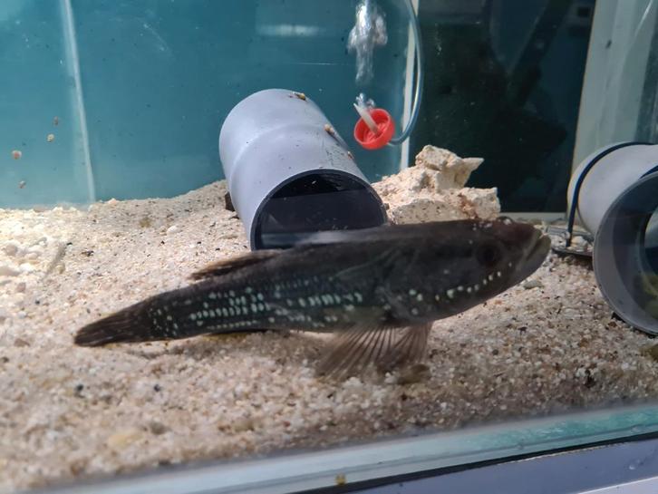 Giuris Margaritacea, Slaapgrondel, Goby, Slangekop grondel, Dieren en Toebehoren, Vissen | Aquariumvissen, Zoetwatervis, Vis