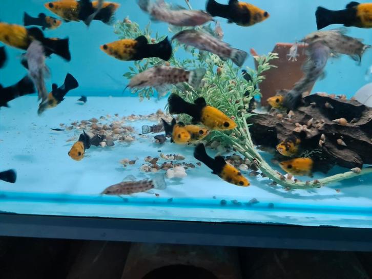 Kwi kwi meervallen, Hoplosternum Thoracatum, Dieren en Toebehoren, Vissen | Aquariumvissen, Zoetwatervis, Vis