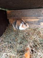 Leuk drie kleurig konijntje, Dieren en Toebehoren, Konijnen, Vrouwelijk, Klein, 0 tot 2 jaar