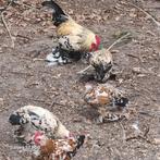 Sabelpoot te koop, Dieren en Toebehoren, Pluimvee, Meerdere dieren, Overige soorten