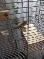 gould amedine   jongen, Dieren en Toebehoren, Vogels | Overige Vogels, Meerdere dieren, Tropenvogel