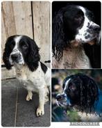 Dekreu, 6 jaar of ouder, Reu, Eén hond, Spaniël