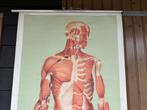 Vintage anatomische schoolplaat “Muskeln (Vorderseite)” 1961, Ophalen of Verzenden, Natuur en Biologie