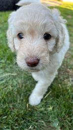 Labradoodle Pups medium/groot pup, Dieren en Toebehoren, België, Particulier, Rabiës (hondsdolheid), 8 tot 15 weken