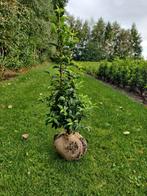 Portugese laurier / Prunus lusitanica met kluit, Tuin en Terras, Ophalen, Laurier, Haag