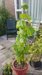 Esdoorn boom 110cm hoog, Ophalen, Overige soorten