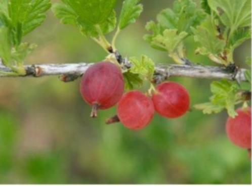 BioVoedselbos rode bessen, aalbes, rode en gele kruisbessen, Tuin en Terras, Planten | Struiken en Hagen, Struik, Overige soorten