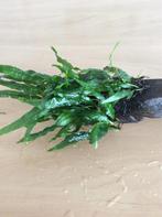 Javavaren, Dieren en Toebehoren, Vis