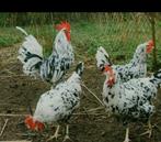 Te koop 1 haan 2 hennen bonte leghorn groot, Dieren en Toebehoren, Pluimvee, Meerdere dieren, Kip