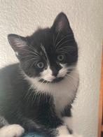 Europese korthaar kittens, Dieren en Toebehoren, Katten en Kittens | Overige Katten, Poes, Kortharig, 0 tot 2 jaar