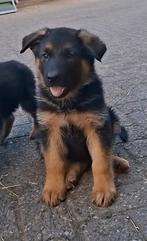 Duitse Herderpups, Dieren en Toebehoren, Rabiës (hondsdolheid), 8 tot 15 weken, Meerdere, Meerdere dieren