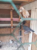 Duiven Syrie, Dieren en Toebehoren, Vogels | Overige Vogels, Meerdere dieren, Tropenvogel