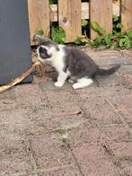 2 katers, Dieren en Toebehoren, Katten en Kittens | Overige Katten, Kater, Langharig, 0 tot 2 jaar