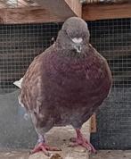 Kingduif, Dieren en Toebehoren, Vogels | Duiven, Mannelijk, Overige soorten