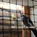 Koppel valkparkieten, Dieren en Toebehoren, Vogels | Parkieten en Papegaaien, Meerdere dieren, Parkiet