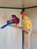 Penant mutatie. Geel pastel, pop split geel pastel., Dieren en Toebehoren, Vogels | Parkieten en Papegaaien, Vrouwelijk, Parkiet