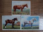Sigarettenkaarten - Types of Horses - John Player & Sons1939, Verzamelen, Ophalen, 1920 tot 1940, Ongelopen, Overige thema's