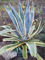 Grote Agaveplant 75 × 75, Tuin en Terras, Ophalen of Verzenden, Overige soorten, Volle zon