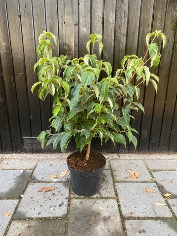 Cornus kousa chinensis beschikbaar voor biedingen