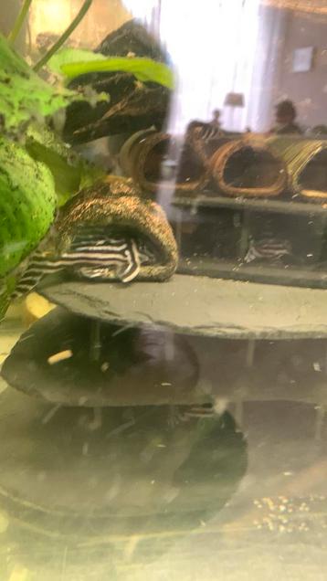 Aquarium Juwel Rio met Zebra Pleco L046 beschikbaar voor biedingen