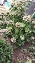 hortensia, Vaste plant, Halfschaduw, Zomer, Ophalen