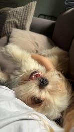 Shih tzu dekreu, Dieren en Toebehoren, Rabiës (hondsdolheid), Reu, 1 tot 2 jaar, Eén hond