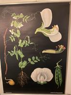 Schoolplaat van de Erwt door Jung Koch Quentell, Antiek en Kunst, Antiek | Schoolplaten, Ophalen of Verzenden, Natuur en Biologie