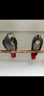 Koppel  grijze roodstaarten, Dieren en Toebehoren, Meerdere dieren, Papegaai