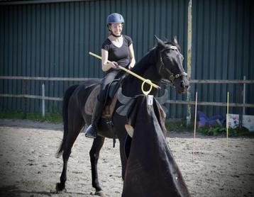 Working Equitation trail beschikbaar voor biedingen