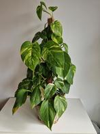 Scindapsus klimplant met mosstok, Ophalen