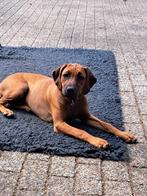 Rhodesian Ridgeback puppy’s met stamboom mogen nu verhuizen, Dieren en Toebehoren, Honden | Beagles, Bassets en Lopende honden