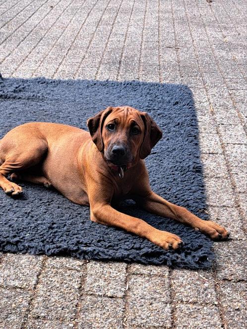 Rhodesian Ridgeback puppy’s met stamboom mogen nu verhuizen, Dieren en Toebehoren, Honden | Beagles, Bassets en Lopende honden