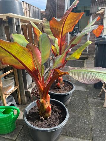 Maurelli bananenplant beschikbaar voor biedingen