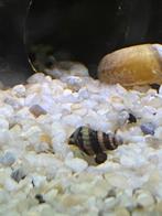 Helena slakken, Slak of Weekdier, Zoetwatervis, Schoolvis