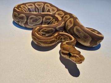 0.1 black pastel ultramel  ball python beschikbaar voor biedingen