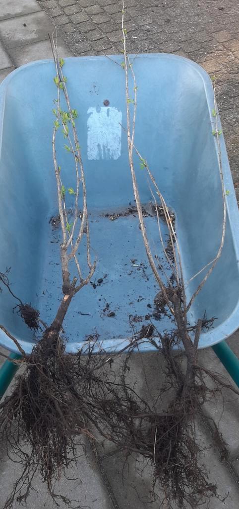 Sambucus nigra 100cm ( gewone vlier) plantgoed, Tuin en Terras, Planten | Struiken en Hagen, Haag, Overige soorten, Minder dan 100 cm