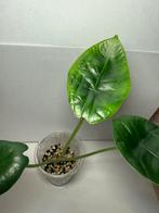 Alocasia Nebula (6), Huis en Inrichting, Kamerplanten, Ophalen of Verzenden, Halfschaduw, Minder dan 100 cm