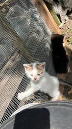 Baby kittens te koop, Dieren en Toebehoren, Geslacht onbekend, 0 tot 2 jaar